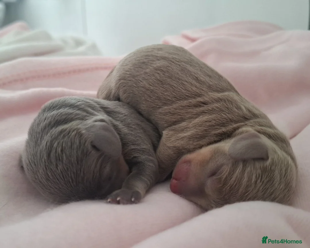 Miniature Dachshund dogs for sale: Beautiful miniature dachshunds in Southminster - Advert 1