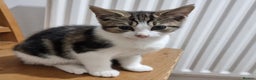 Mixed Breed cats for sale: Two Adorable male Kittens - Advert 1