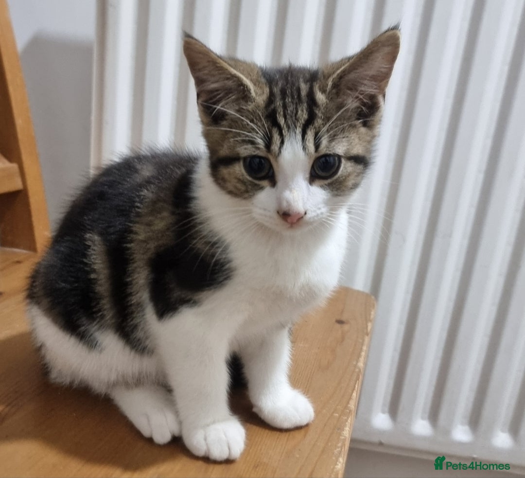 Mixed Breed cats for sale: Two Adorable male Kittens - Advert 1