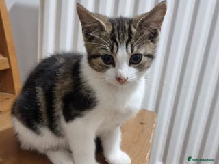 Mixed Breed cats Two Adorable male Kittens - Advert 1