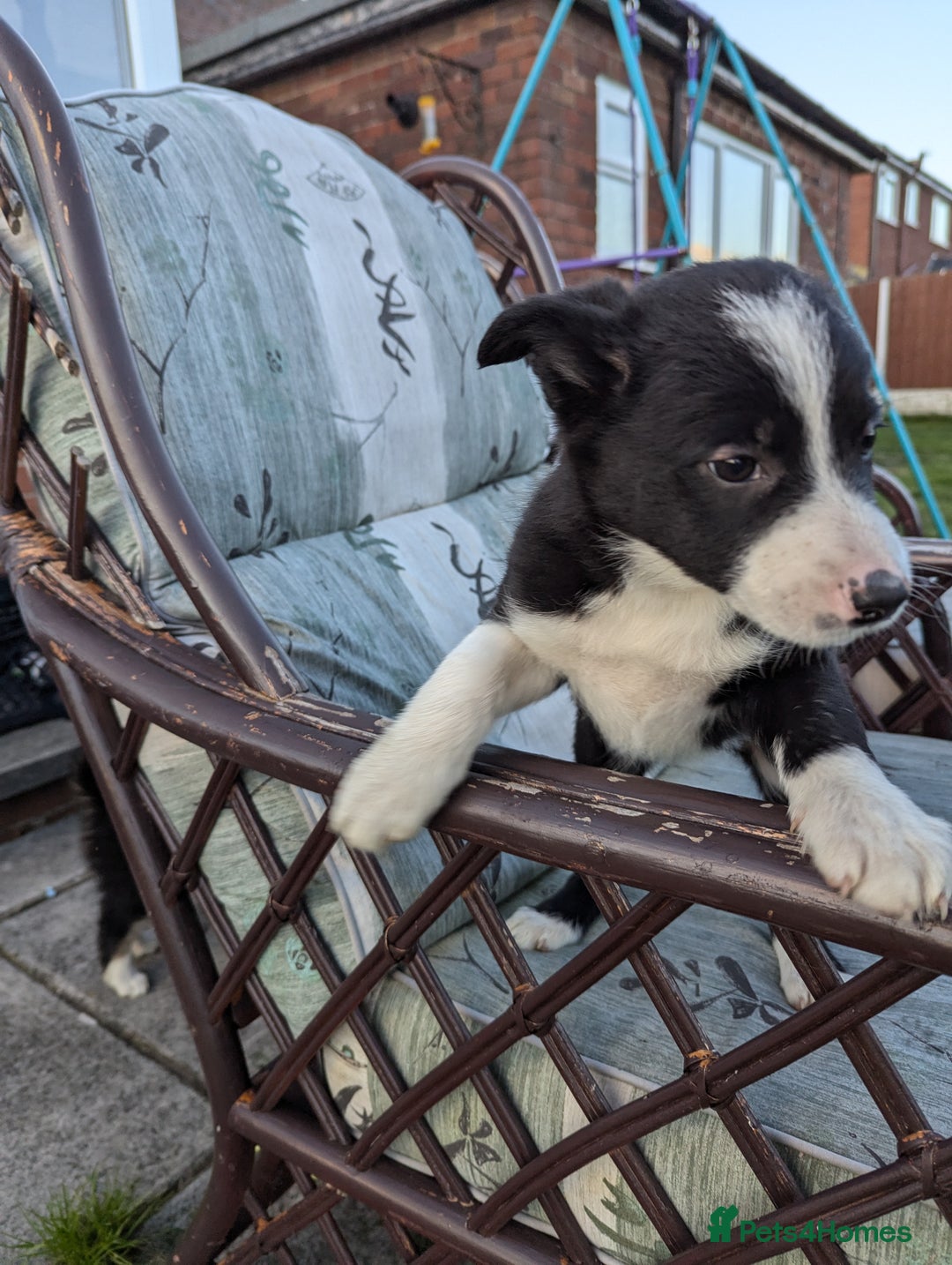 Border Collie dogs for sale: 5 Beautiful Working Border Collie Pups - Image 5