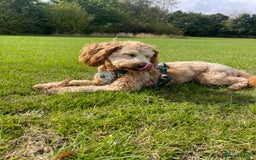 Cockapoo dogs for stud: Healthy Cockapoo Stud Available –Sheffield Travel - Image 13