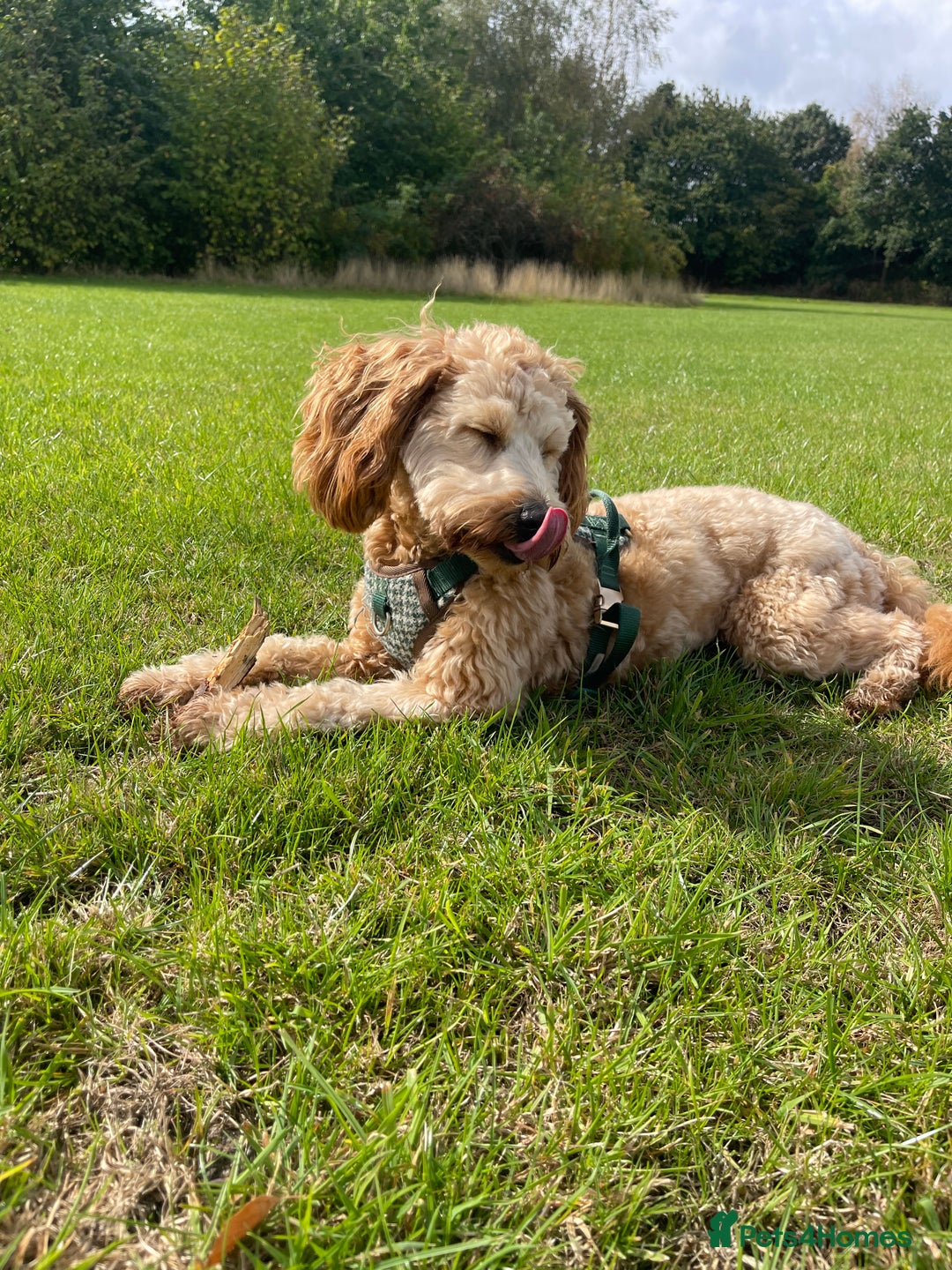 Cockapoo dogs for stud: Healthy Cockapoo Stud Available –Sheffield Travel - Image 13