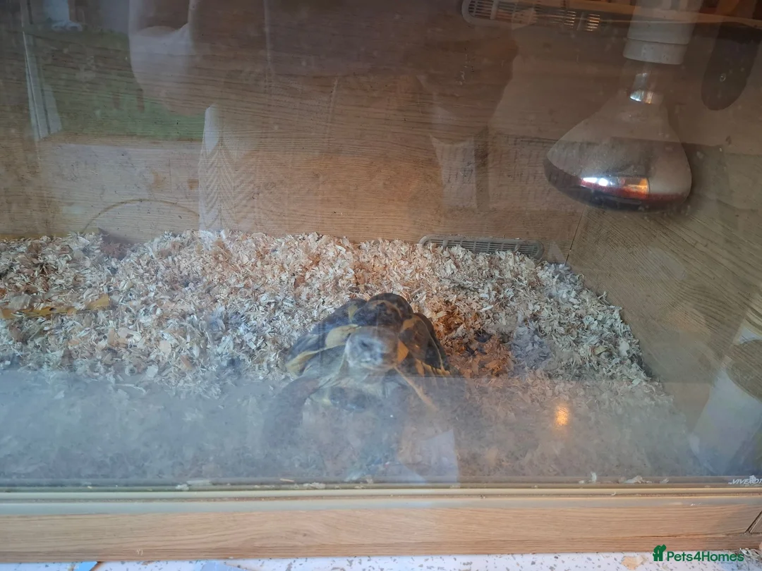 Tortoise reptiles for sale: Herman tortoise - Advert 2