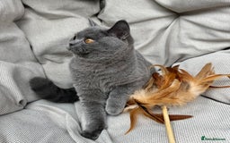 British Shorthair cats for sale: British Shorthair Chunky kittens - Image 17