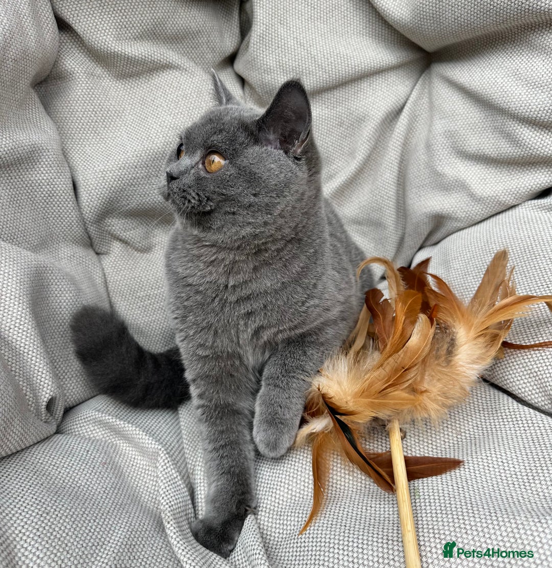 British Shorthair cats for sale: British Shorthair Chunky kittens - Image 17