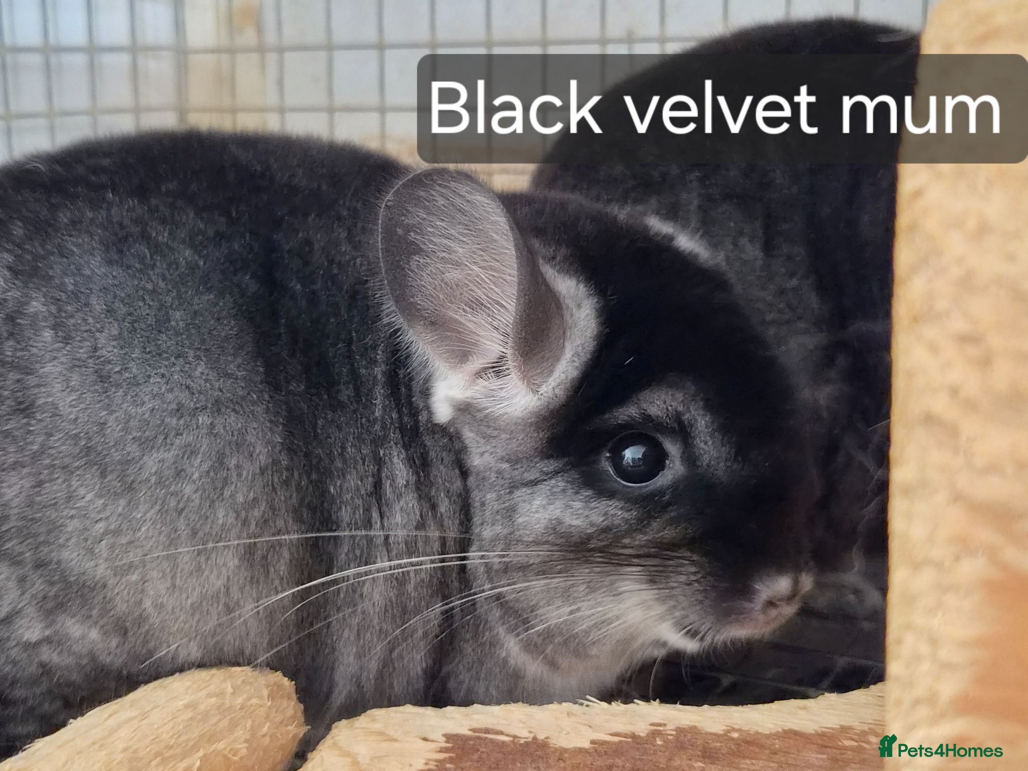 Chinchilla rodents Chinchillas  - Advert 1