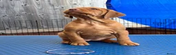 Hungarian Vizsla dogs for sale: Pedigree Hungarian Wirehaired Vizsla puppies - Advert 16