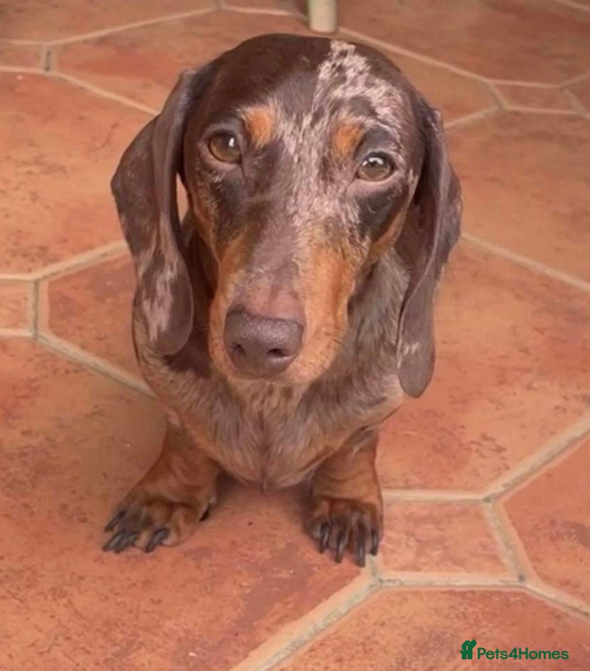 Miniature Dachshund dogs Chocolate/tan girl - Advert 6