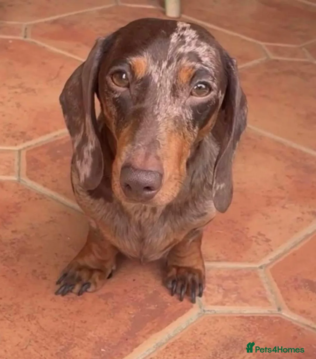 Miniature Dachshund dogs for sale: Chocolate/tan girl - Advert 1
