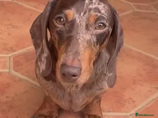 Miniature Dachshund dogs Chocolate/tan girl - Advert 1