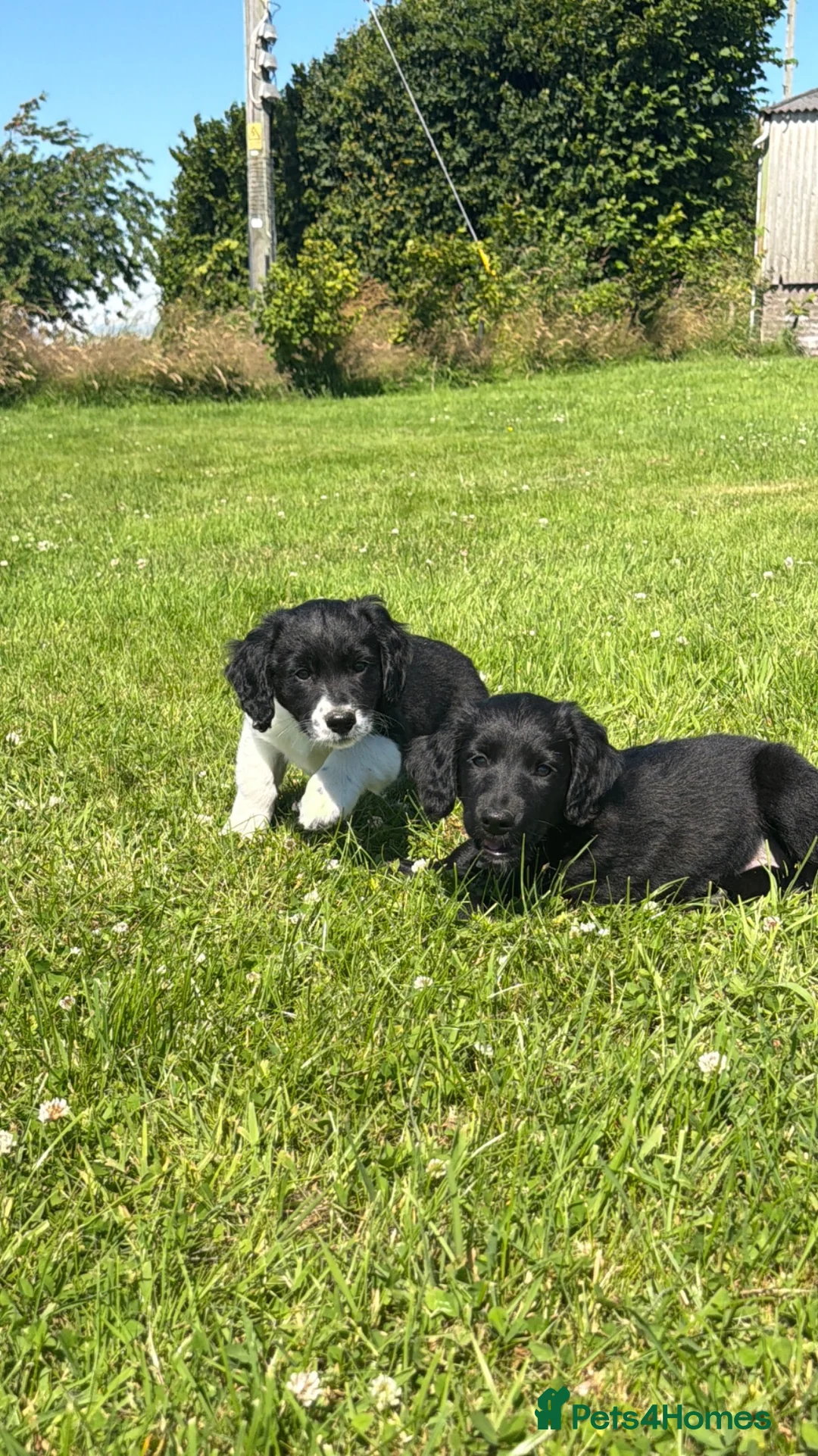 Mixed Breed dogs for sale: Sprollie puppies  - Advert 1