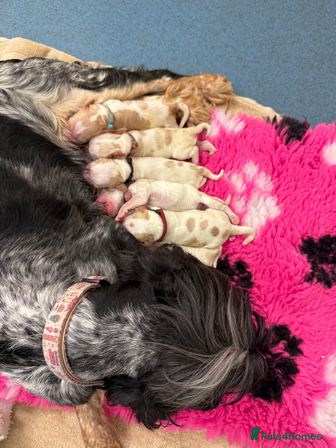 Cocker Spaniel dogs for sale: Fabulous Cocker Spaniel Pupies - Image 15
