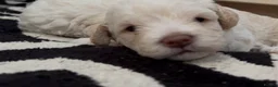 Poochon dogs for sale: Cute Cream/white with brown noses poochon puppies - Advert 33