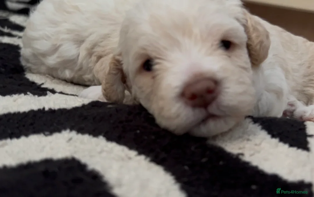 Poochon dogs for sale: Cute Cream/white with brown noses poochon puppies - Advert 33