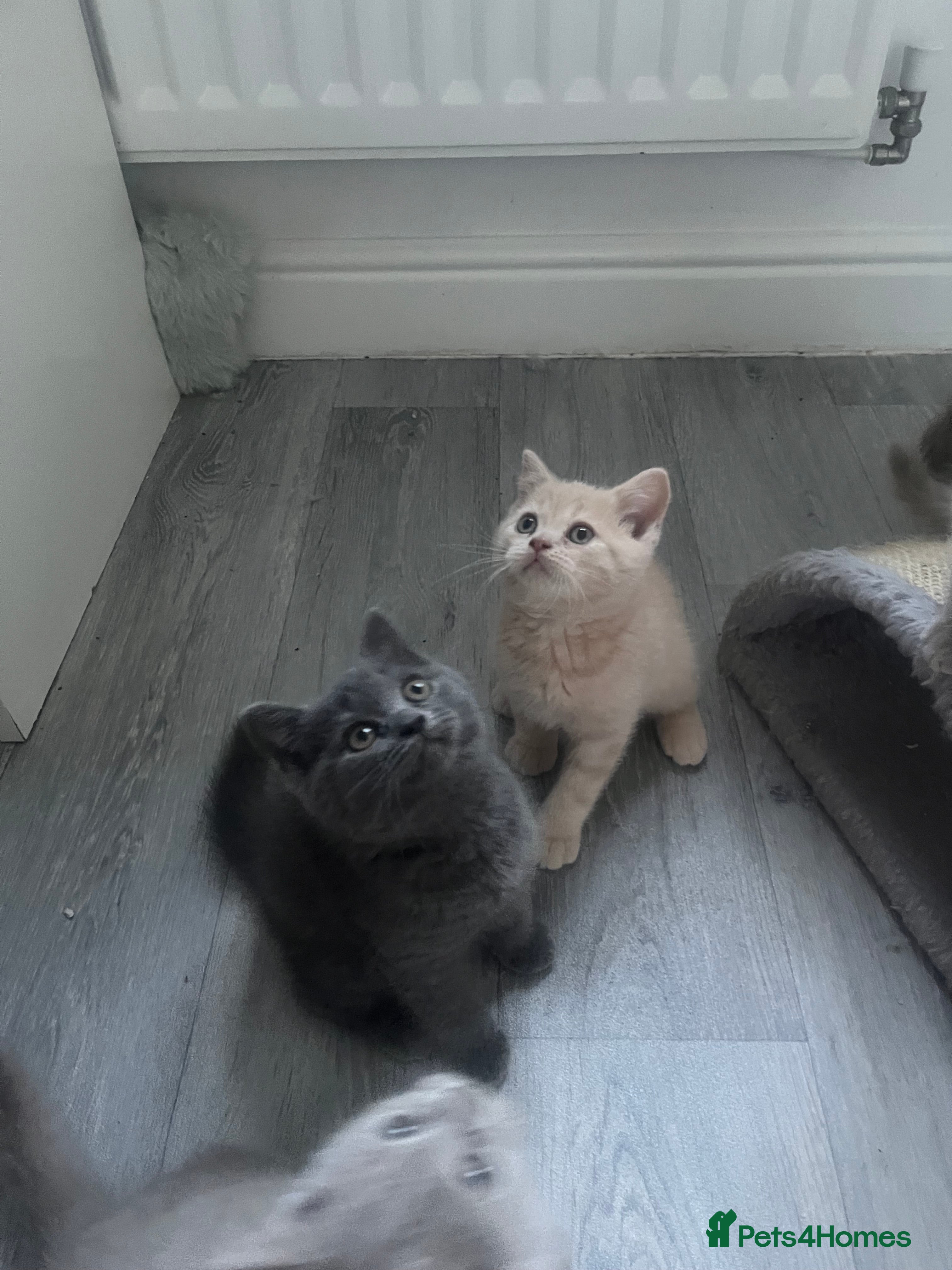 British Shorthair cats British Shorthair 1 British Shorthair Girl ☺️😻🧡 - Advert 2