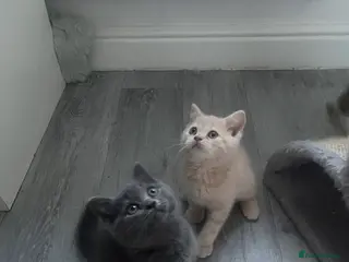 British Shorthair cats British Shorthair 1 British Shorthair Girl ☺️😻🧡 - Advert 2