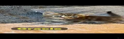 Mixed Breed cats for sale: 🩵🩷…7 stunning kittens…🩷🩵 - Advert 22