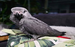 Parrots birds for sale: Adorable Talking African Grey Parrots for Sale - Image 2