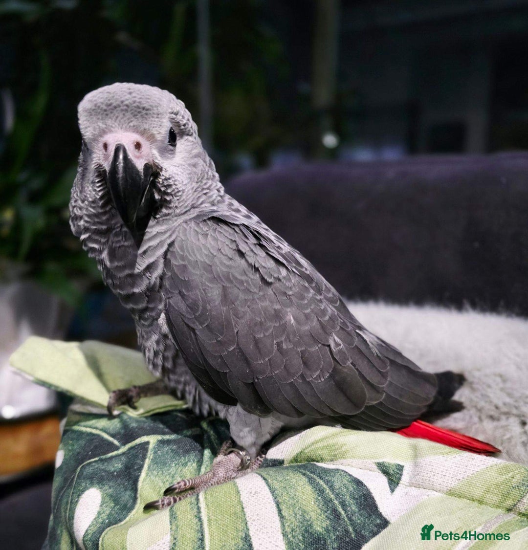 Parrots birds for sale: Adorable Talking African Grey Parrots for Sale - Image 2