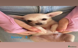 Chihuahua dogs for sale: Tiny chihuahua pups  - Image 2