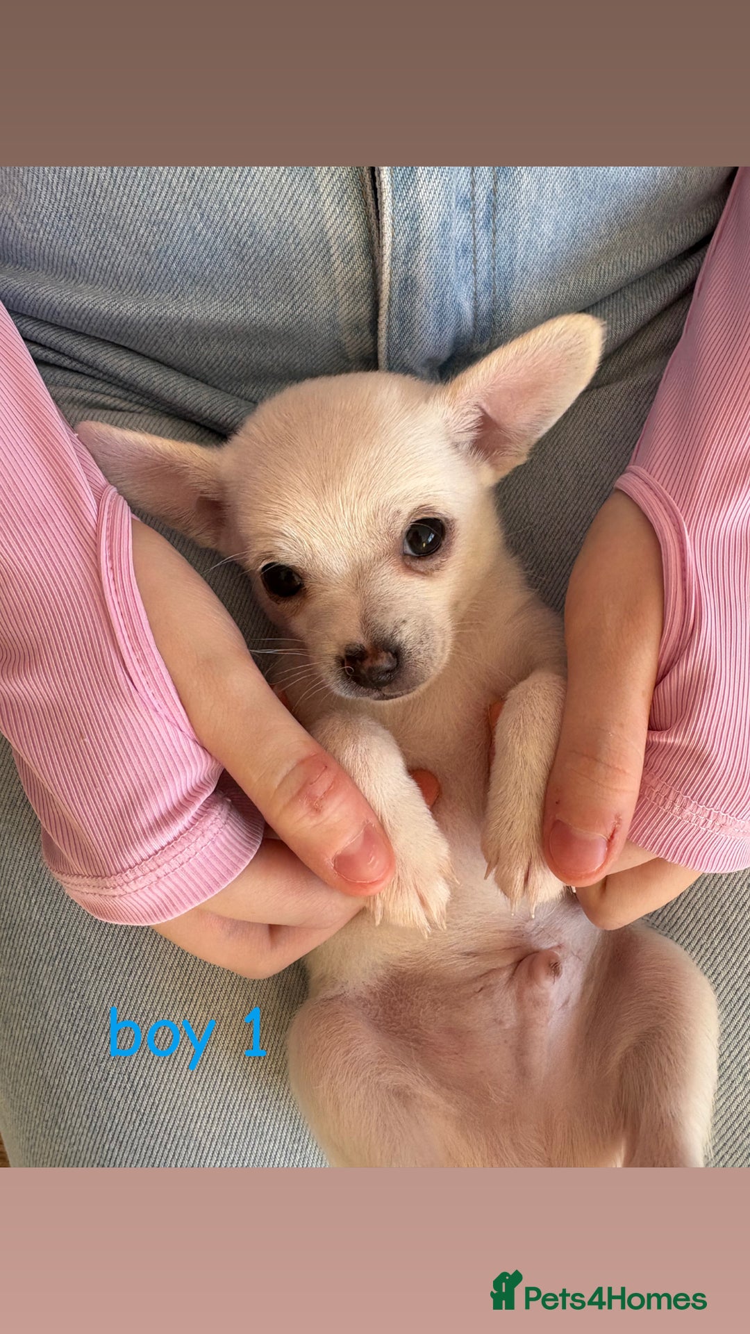 Chihuahua dogs for sale: Tiny chihuahua pups  - Image 2