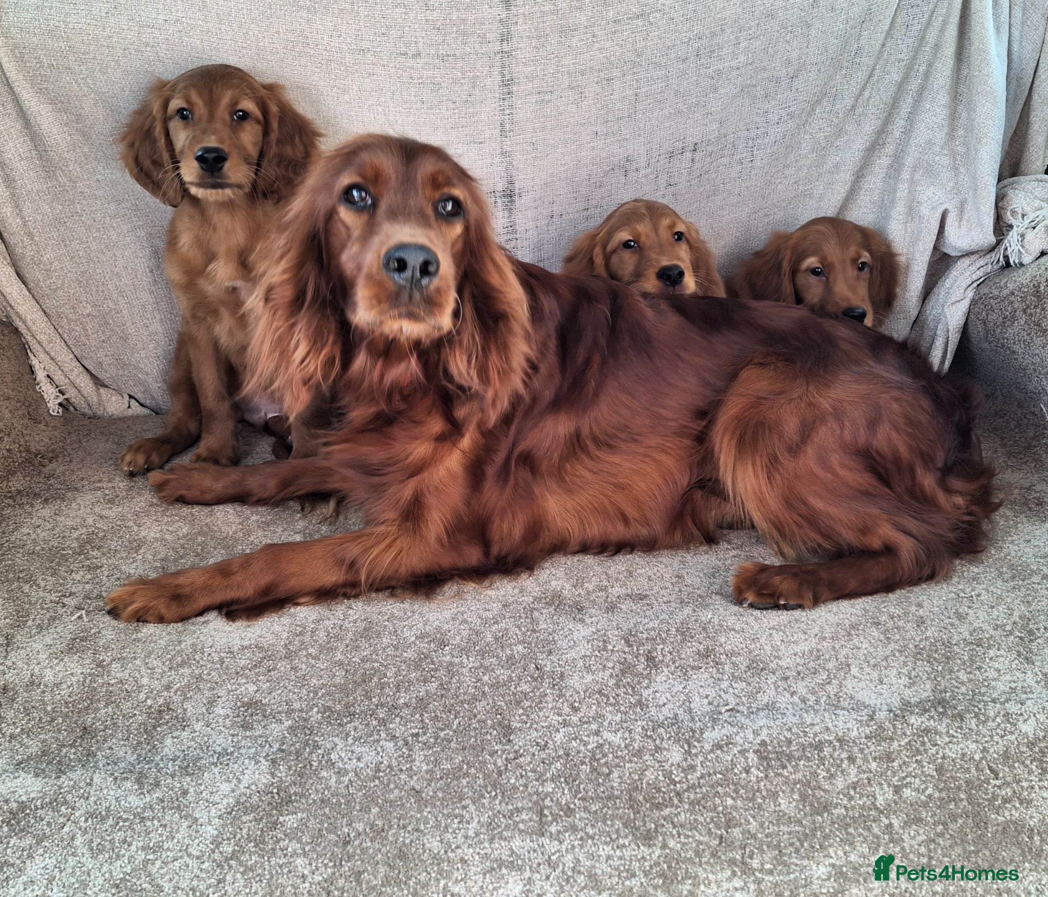 Mixed Breed dogs Gorgeous irish setter x golden retriever puppies - Advert 1