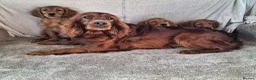 Mixed Breed dogs for sale: Gorgeous irish setter x golden retriever puppies - Advert 2