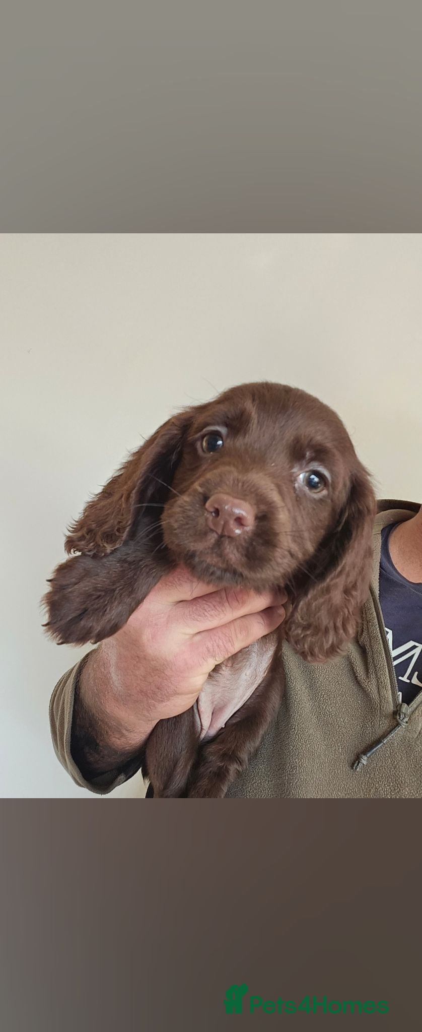 Cocker Spaniel dogs Health tested working cocker spaniels  - Advert 1