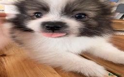 Pomeranian dogs for sale: Pomeranian puppies - Image 3
