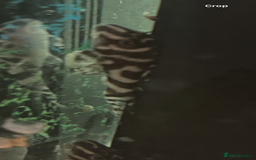 Plecos fish for sale: L236rb. Cracked Zebra Plecos.  - Image 6