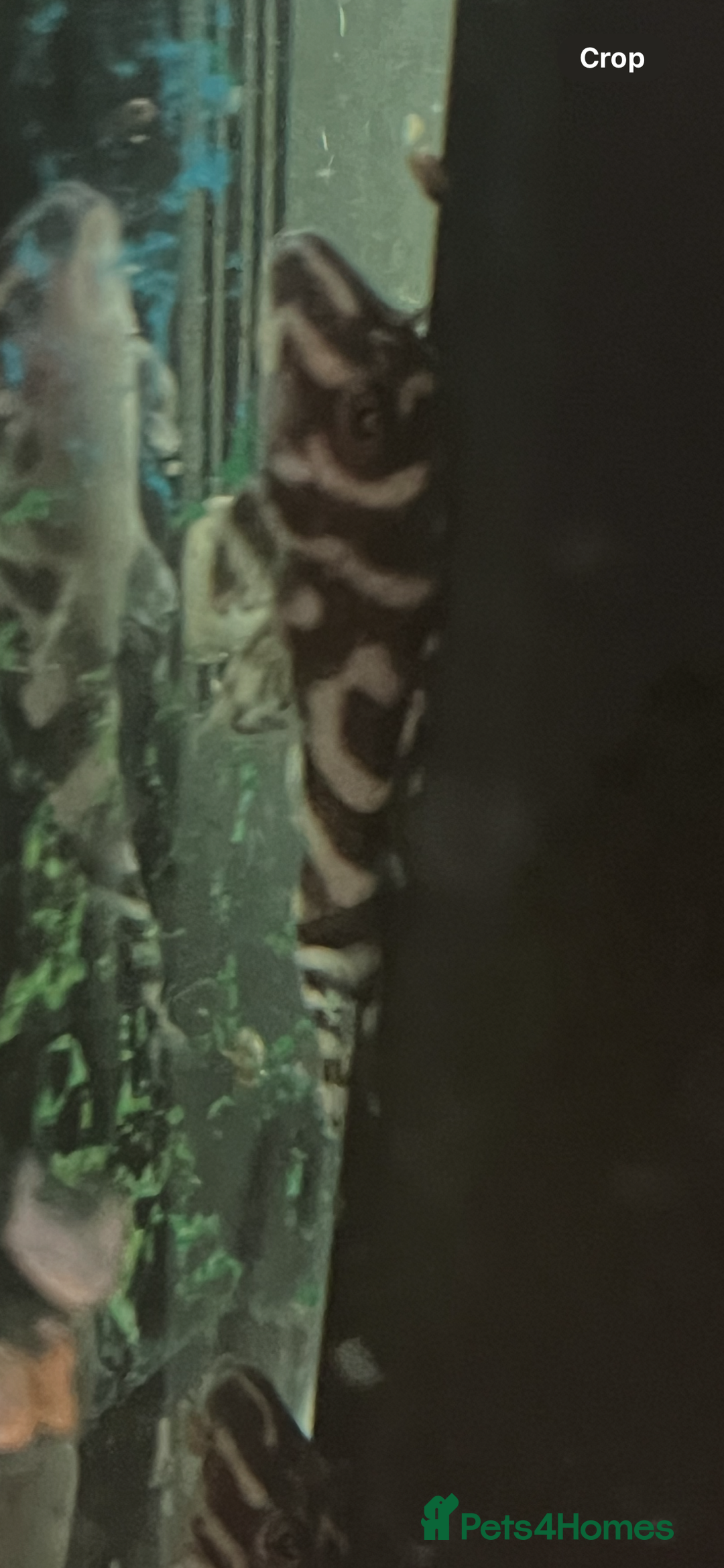 Plecos fish for sale: L236rb. Cracked Zebra Plecos.  - Image 6