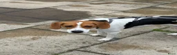 Mixed Breed dogs for sale: Rocky - Male Beagle in Manchester - Advert 2
