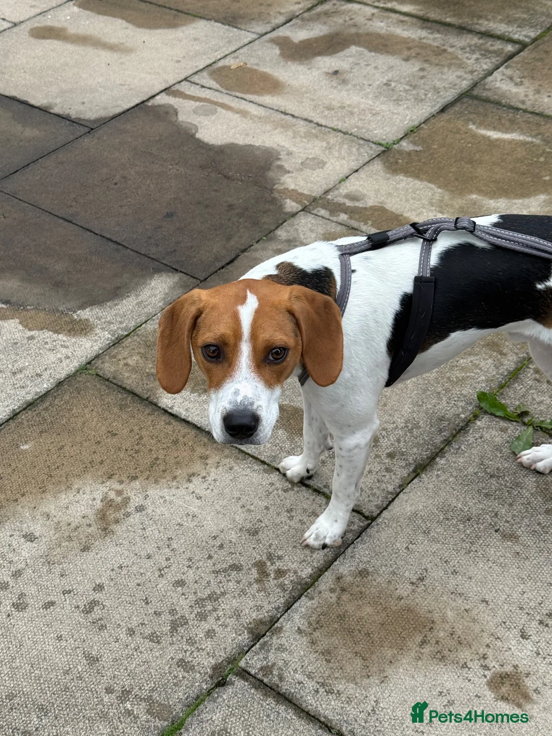 Mixed Breed dogs for sale: Rocky - Male Beagle in Manchester - Advert 2