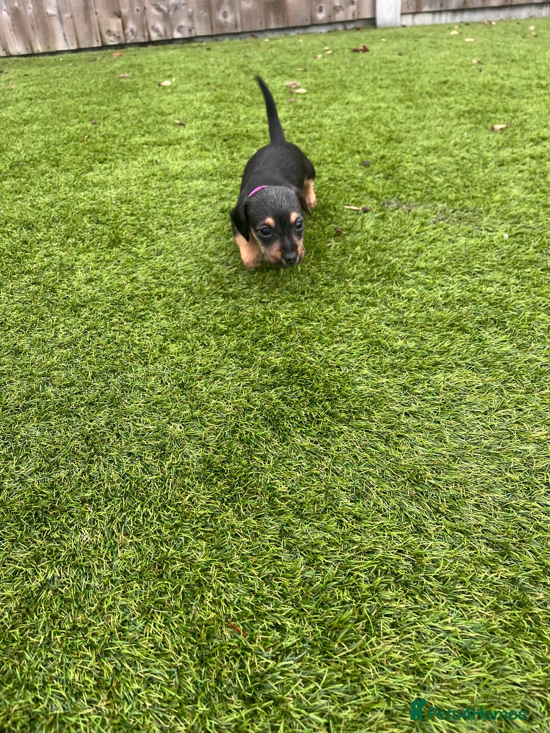 Mixed Breed dogs for sale: 5 beautiful jackshund puppies for sale - Advert 37