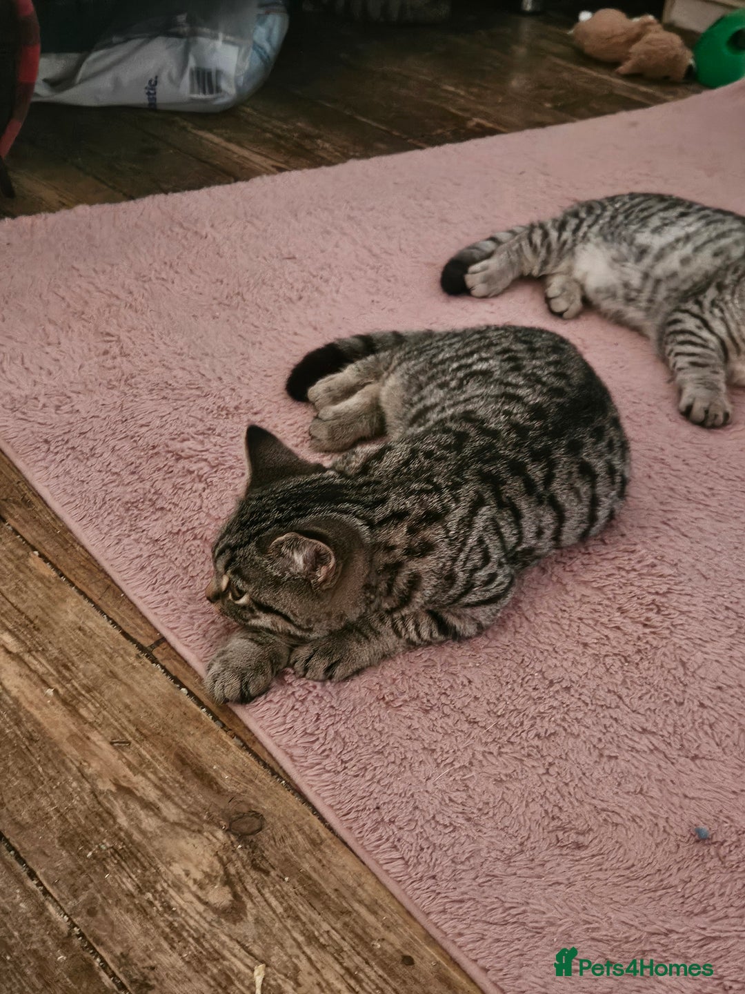 British Shorthair cats for sale: GCCF Silver Spotted Tabby British Shorthair Kitten - Advert 6