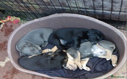 Jack Russell dogs for sale: Adorable Markiejack puppies - Image 2