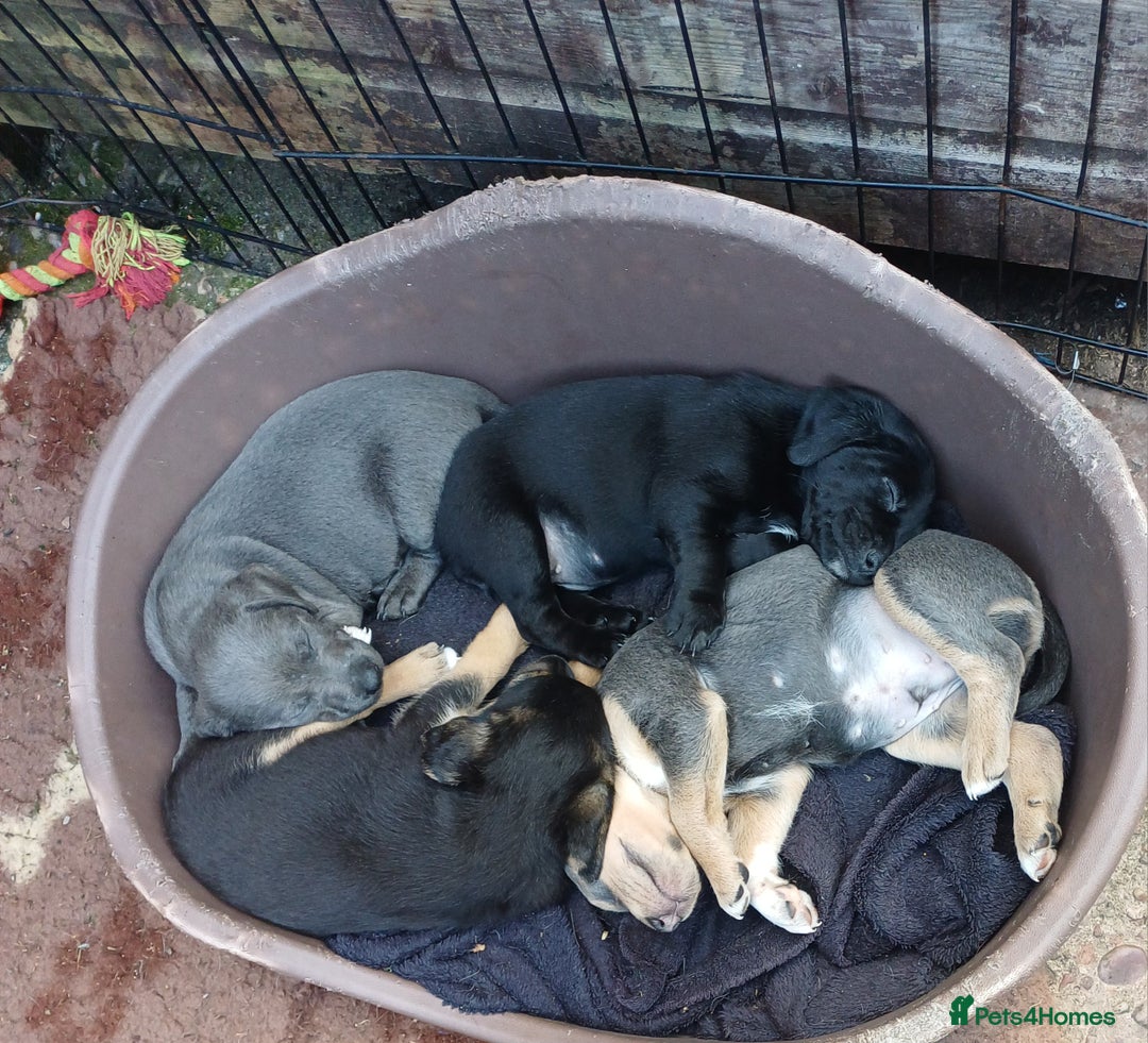 Jack Russell dogs for sale: Adorable Markiejack puppies - Image 2