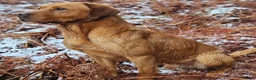 Labrador Retriever dogs for sale: Health Tested Labrador Puppies For Sale  - Advert 10