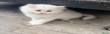 Persian 2