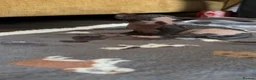 Sphynx cats for sale: 5 Beautiful Sphynx Babies  - Advert 9