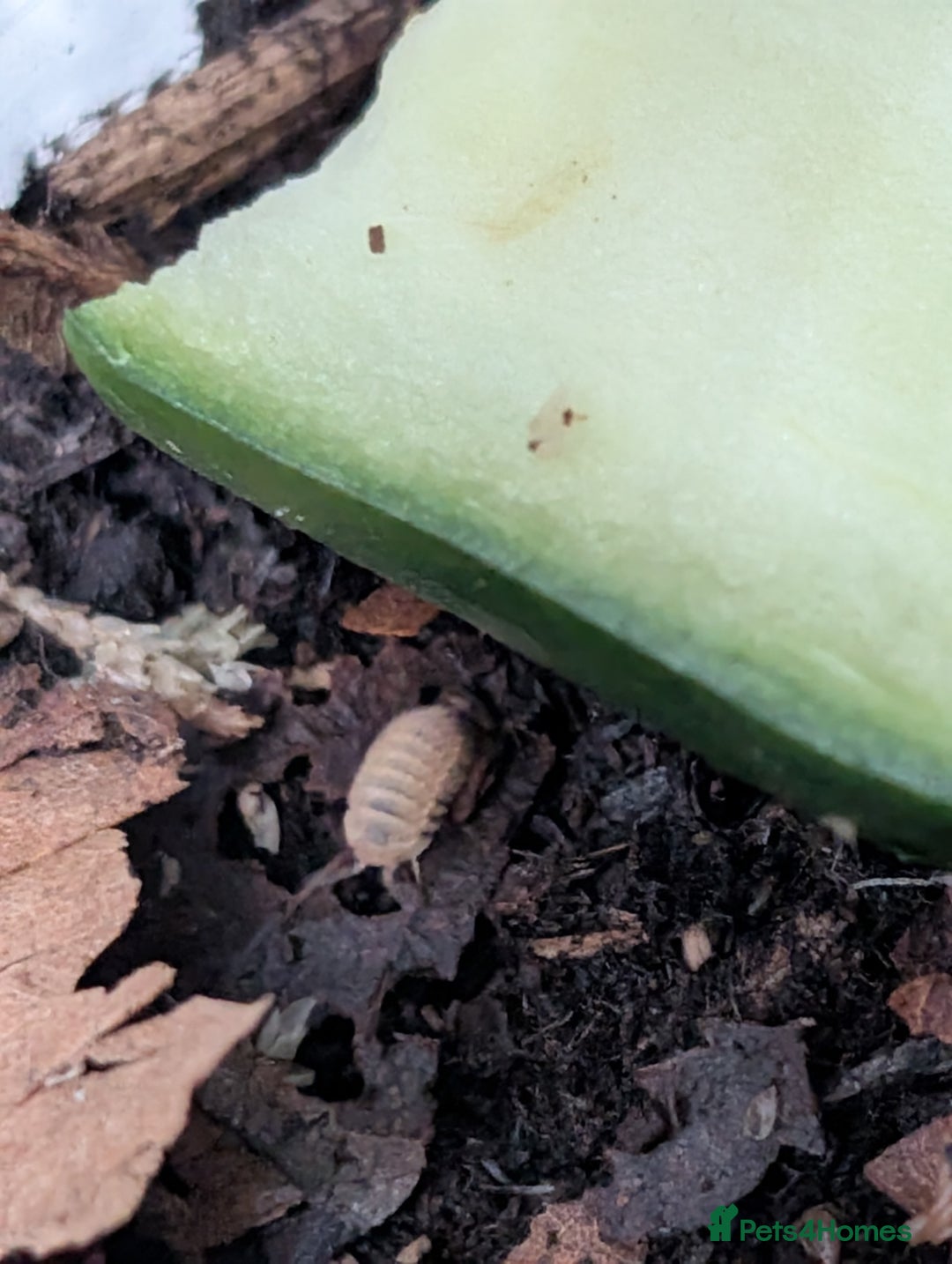 Isopods invertebrates for sale: inverts  - Image 4
