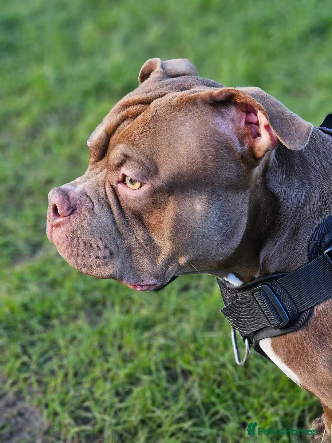 American Bully dogs for stud: Pocket bully for stud  in Newton Aycliffe - Advert 4