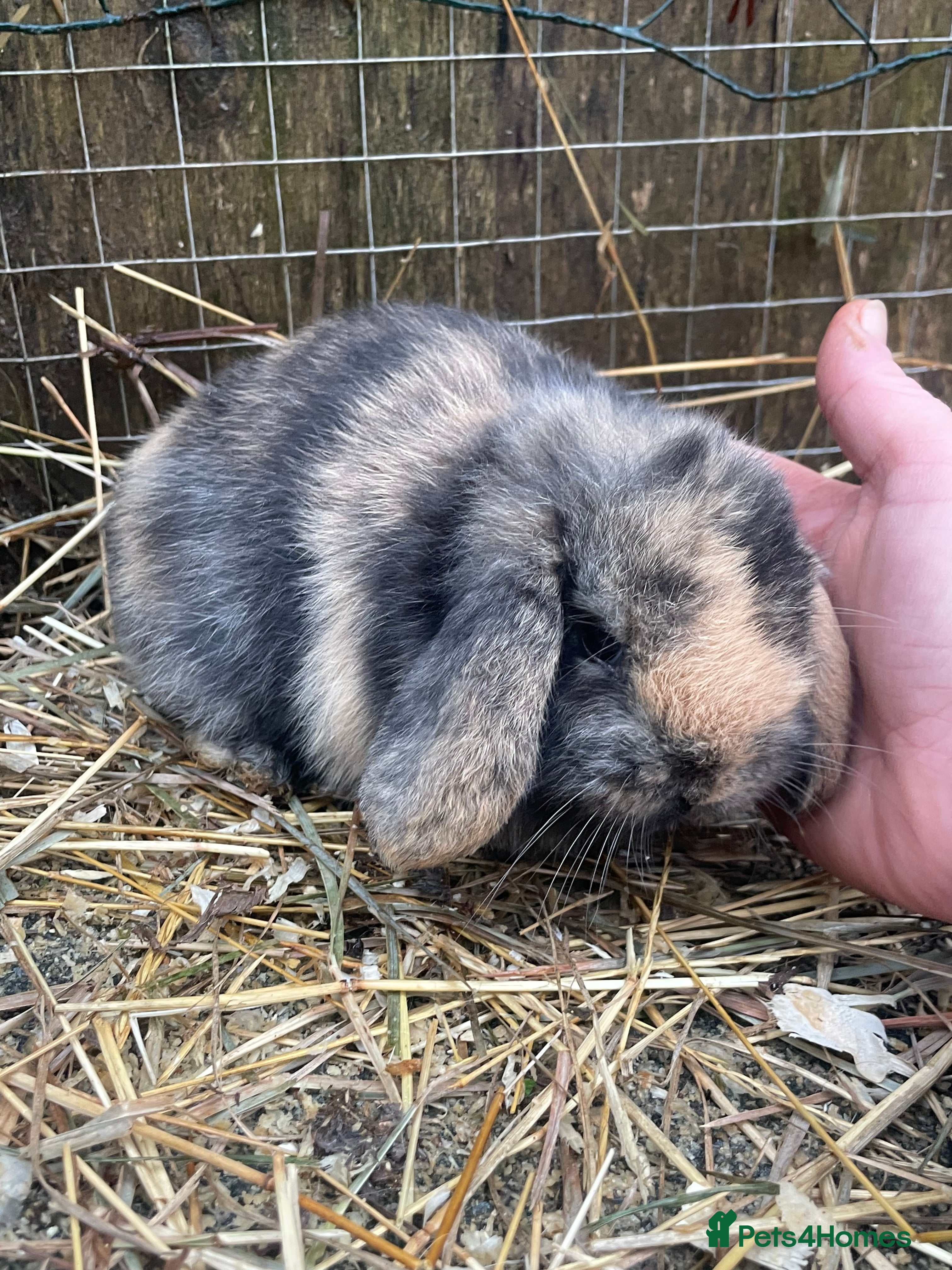 Mini Lop rabbits Beautiful mini lop babies  - Advert 1