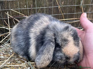 Mini Lop rabbits Beautiful mini lop babies - Advert 1