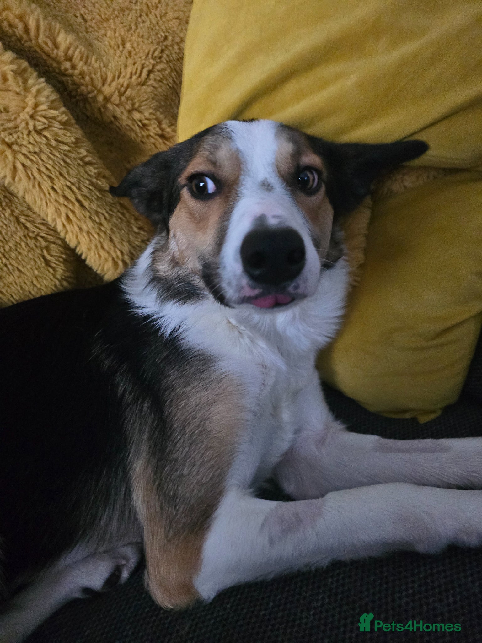Smooth Collie dogs 2 year male Smooth Collie forever home needed  - Advert 1