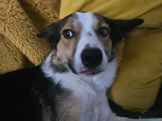 Smooth Collie dogs 2 year male Smooth Collie forever home needed - Advert 1