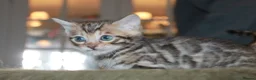Bengal cats for sale: Last Boy Left! Brown Rosette Bengal Kitten! - Advert 7