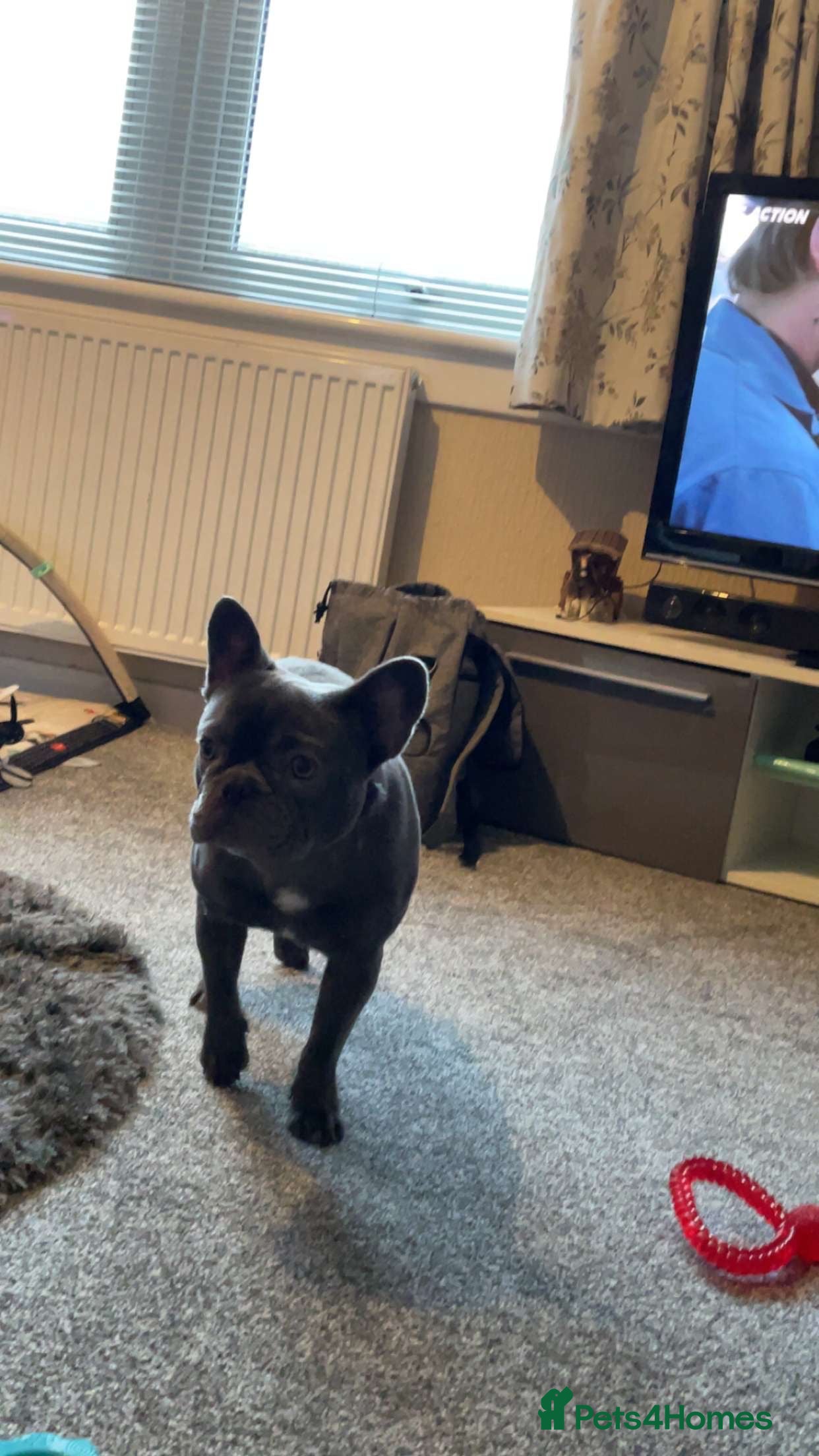 French Bulldog dogs Bailey  - Advert 1