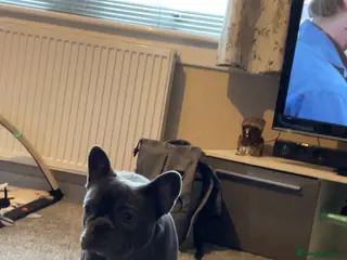 French Bulldog dogs Bailey - Advert 9